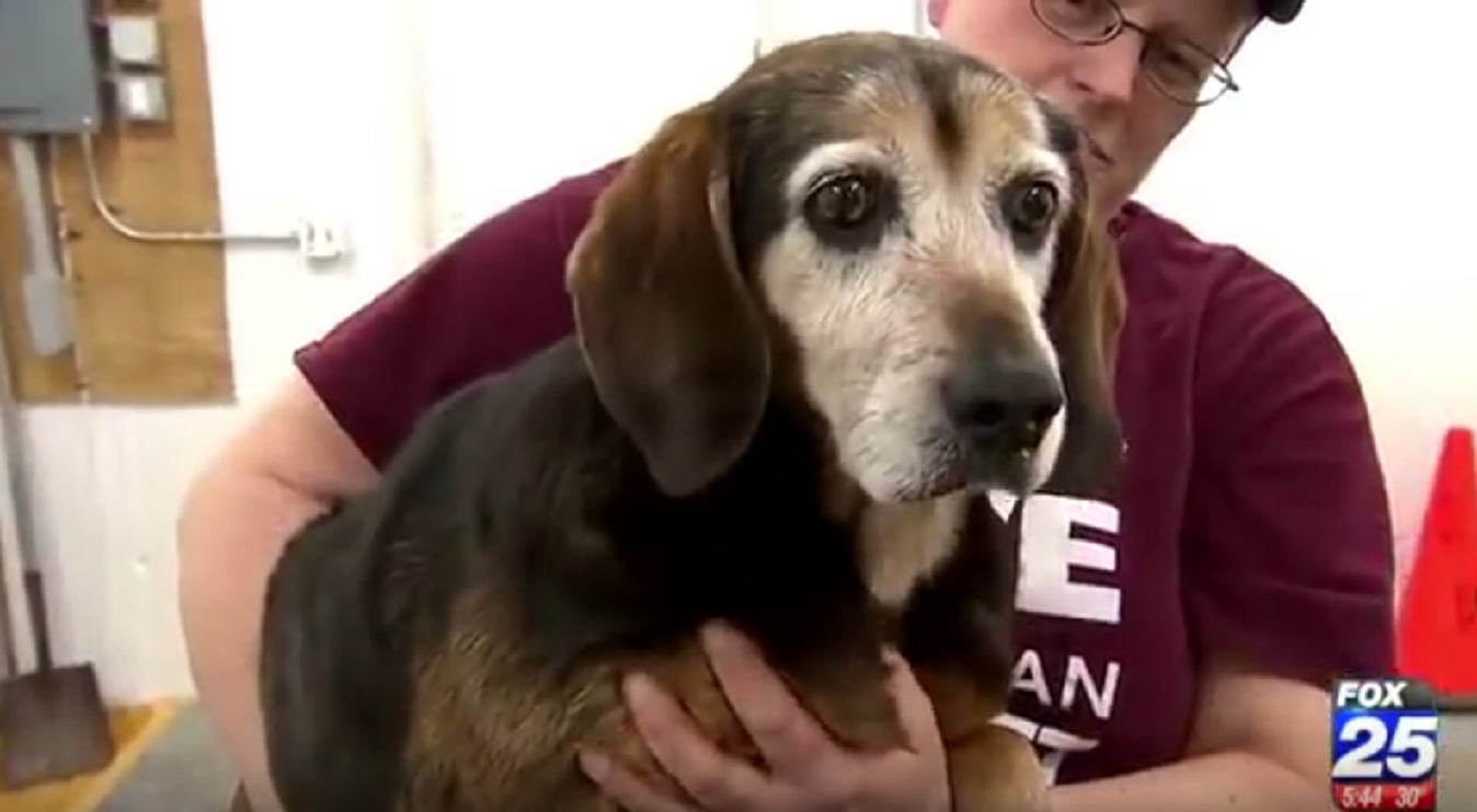 a beagle reunite