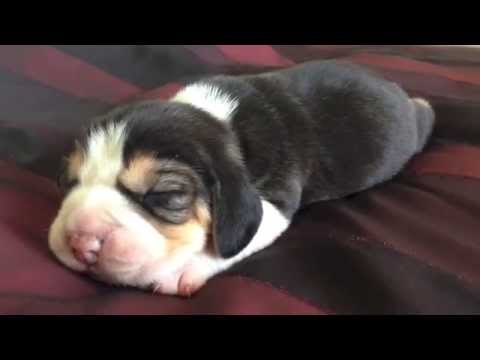 aaaaaa newborn-beagles-first-bark