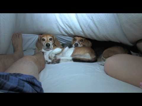 beagle-bedtime-its-time-to-jump