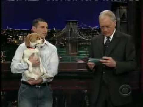 beagle-does-amazing-stupid-pet-t