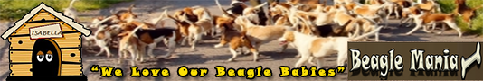 Beagle Mania
