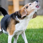 beagle bark