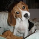 beagle name 12 baxter