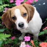 beagle name 15 sage