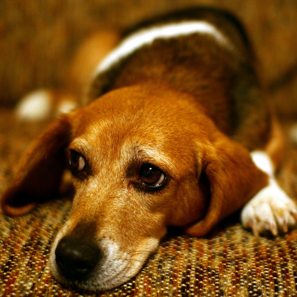 beagle-puppies angel