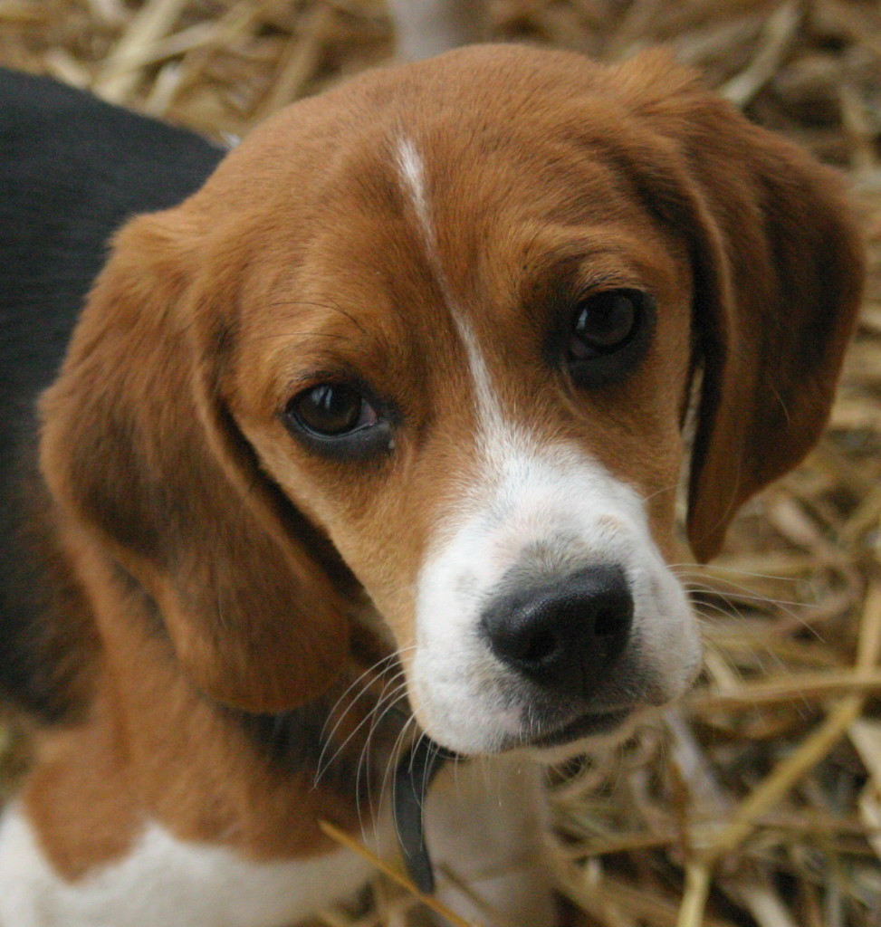 beagle-puppies bonita