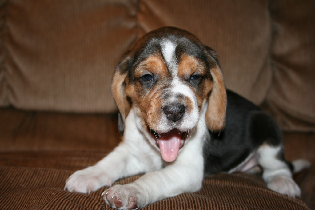 beagle-puppies chipper