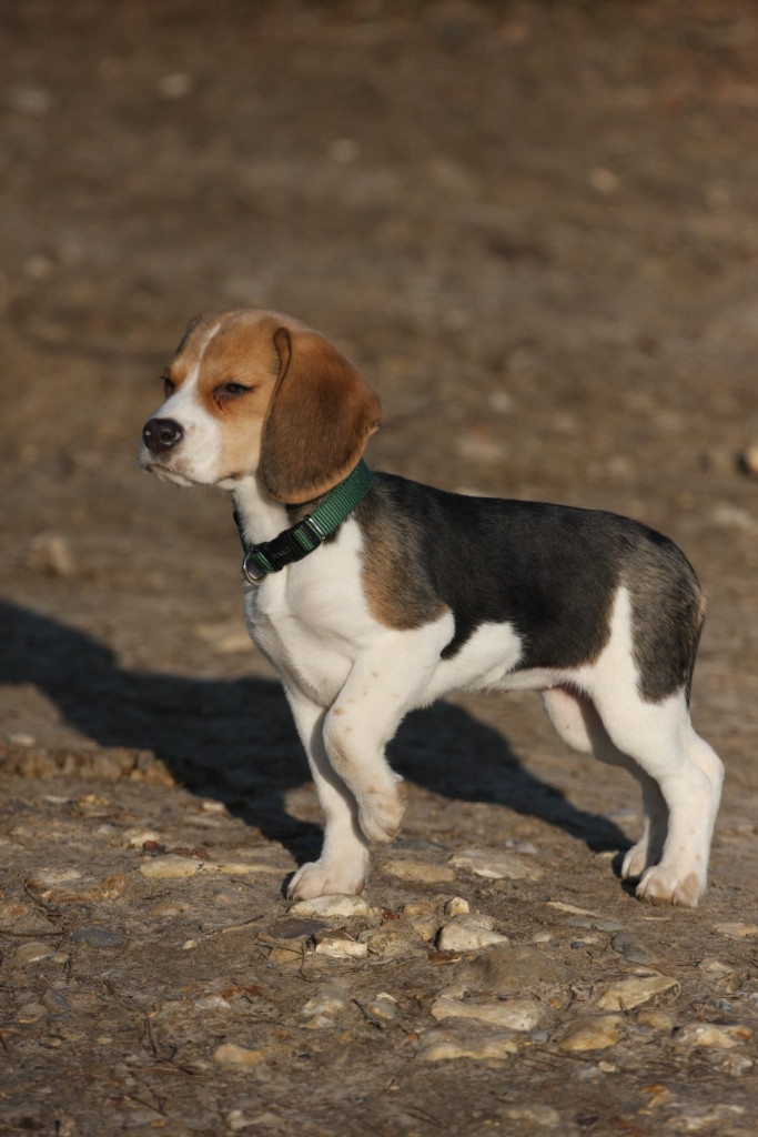 beagle-puppies doogie