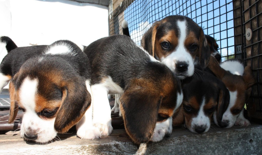 beagle-puppies the bowery boyz