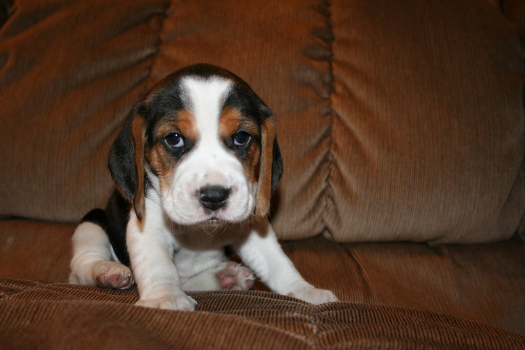 beagle-puppies waldo