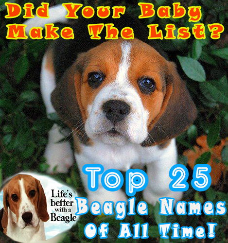 top 25 beagle names of all time