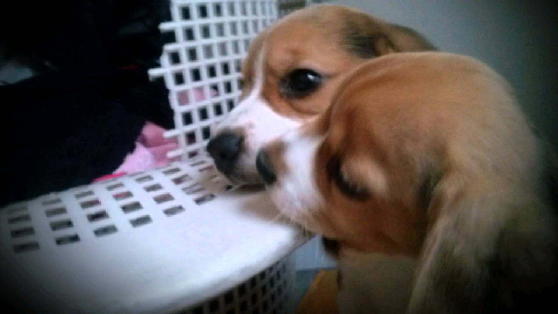 A A A A too-cute-for-words-beagle-puppie