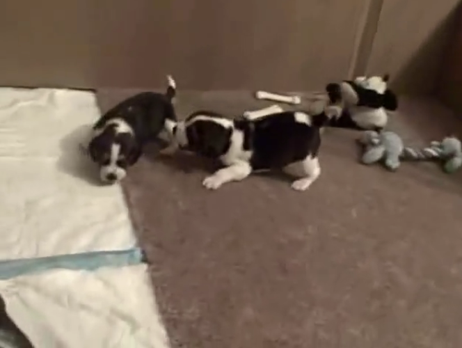 beagle babies pack2