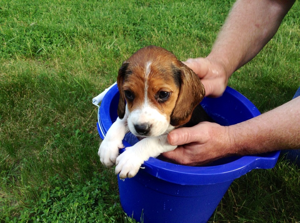 beagle baby bath