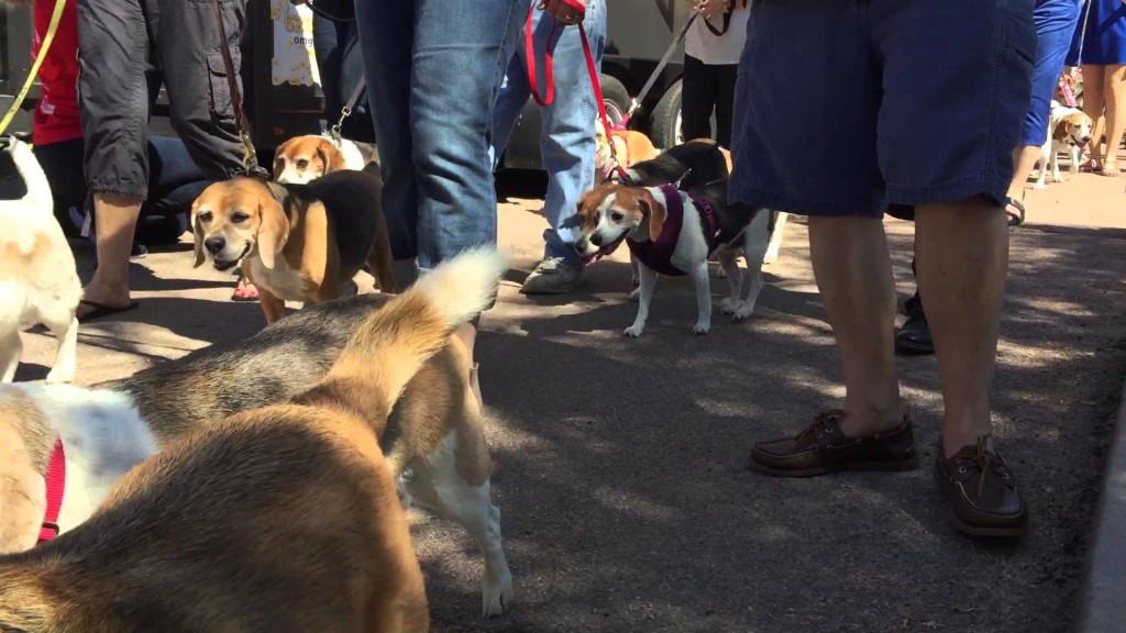 Beagle Parade For Arizona Beaglefest 2015