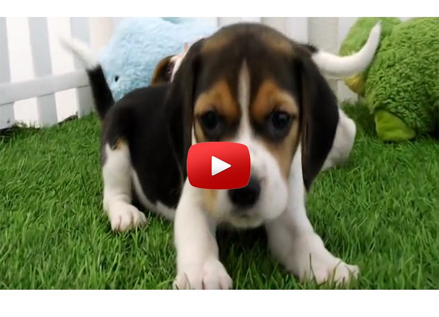 So Cute Baby Pocket Beagles - Beagle Mania