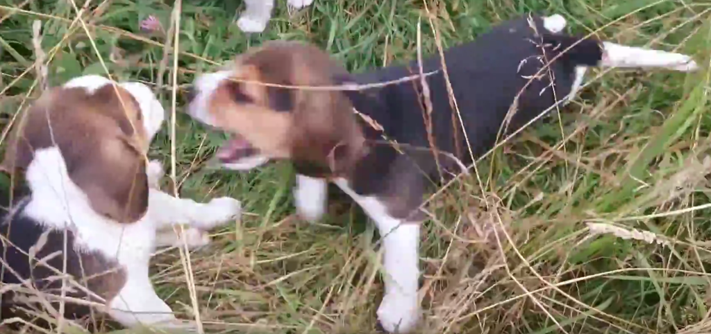 BEAGLE PUP IN GRASS2