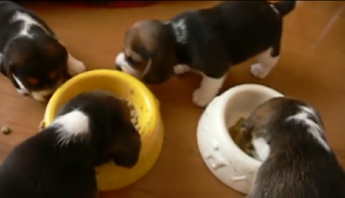 beagle eating2