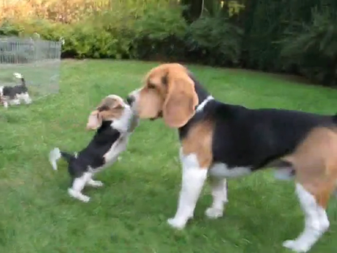 beagle reunion2
