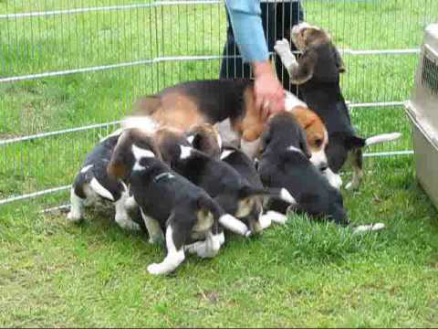 crazy-cute-beagle-puppies-doing