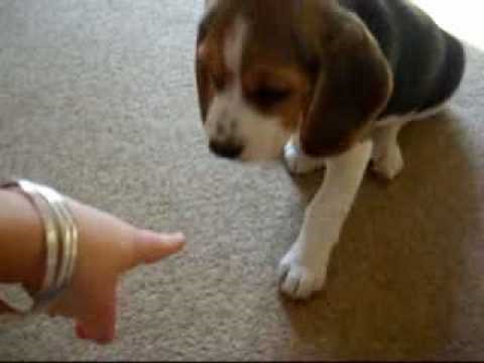 little-beagle-pup-lucy-lu-grows