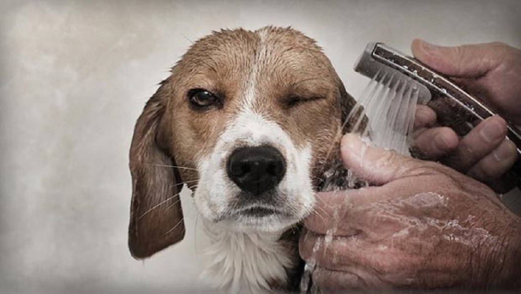 beagle-bath
