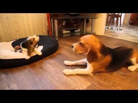 Beagle Parent And Puppy Having An Argument