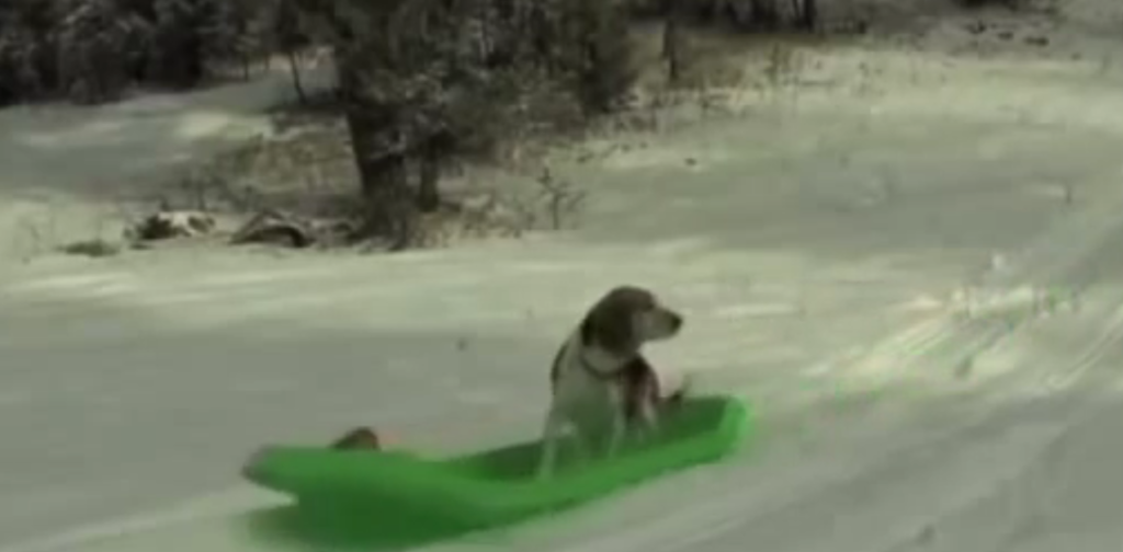 beagle sled