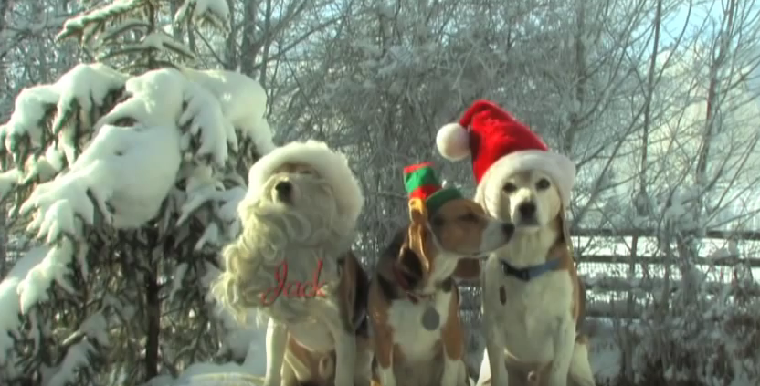 3 holiday beagles