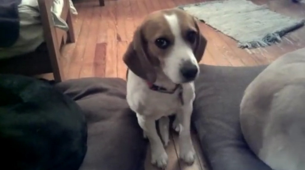 a beagle framed2