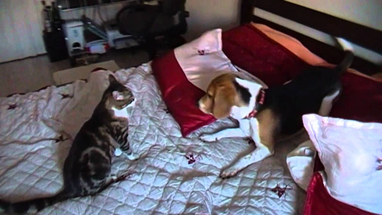 Beagle And Cat Battle Of Love