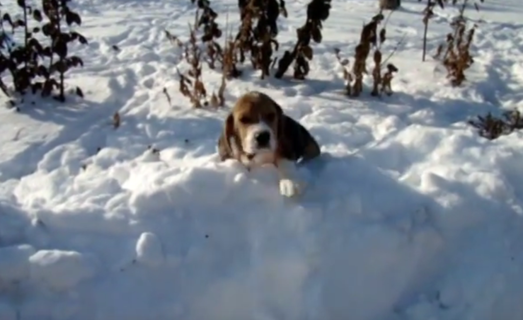 beagle flying SNOW