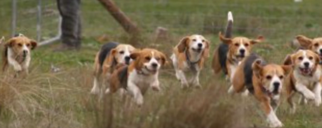 beagle flying pack1