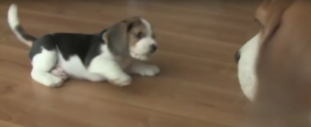 beagle flying pup1