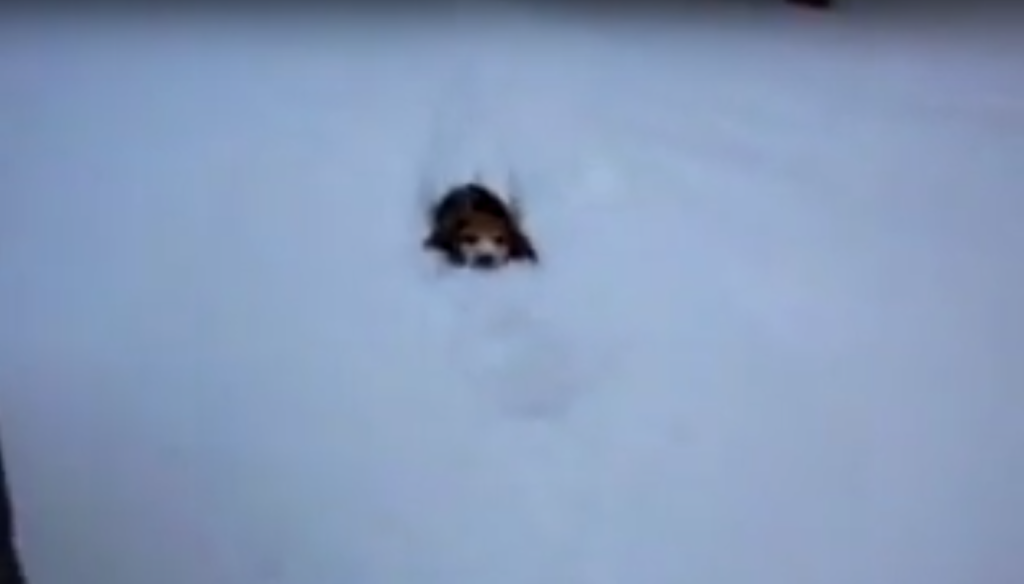 beagle pup first snow deep