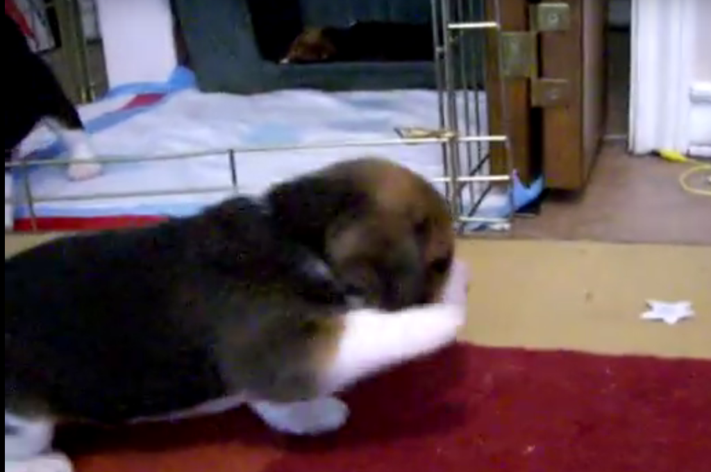 beagle pup windy shy1