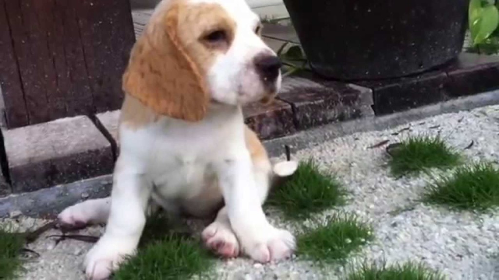 beagle-pups-of-love