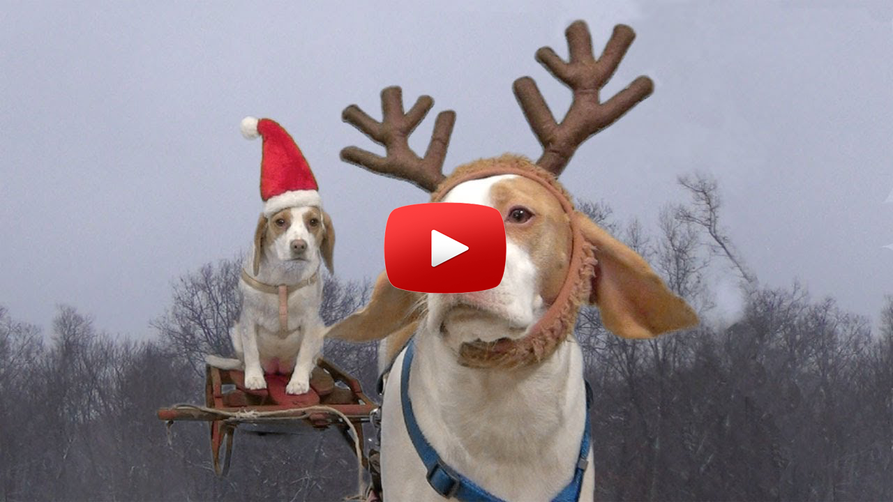 christmas-beagles-mayhem2