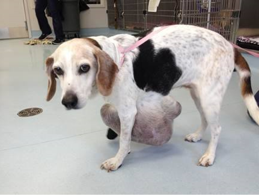 fran beagle tumor