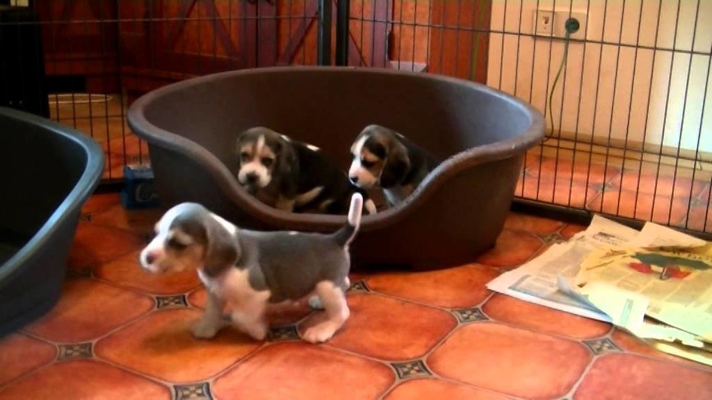 a beagle-pups-nursing-from
