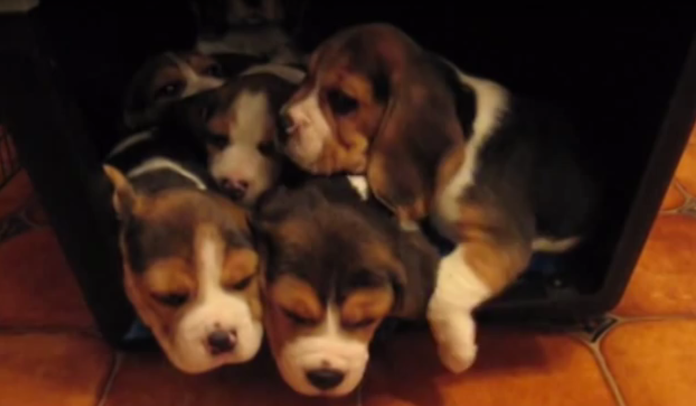beagle babies in a bunch