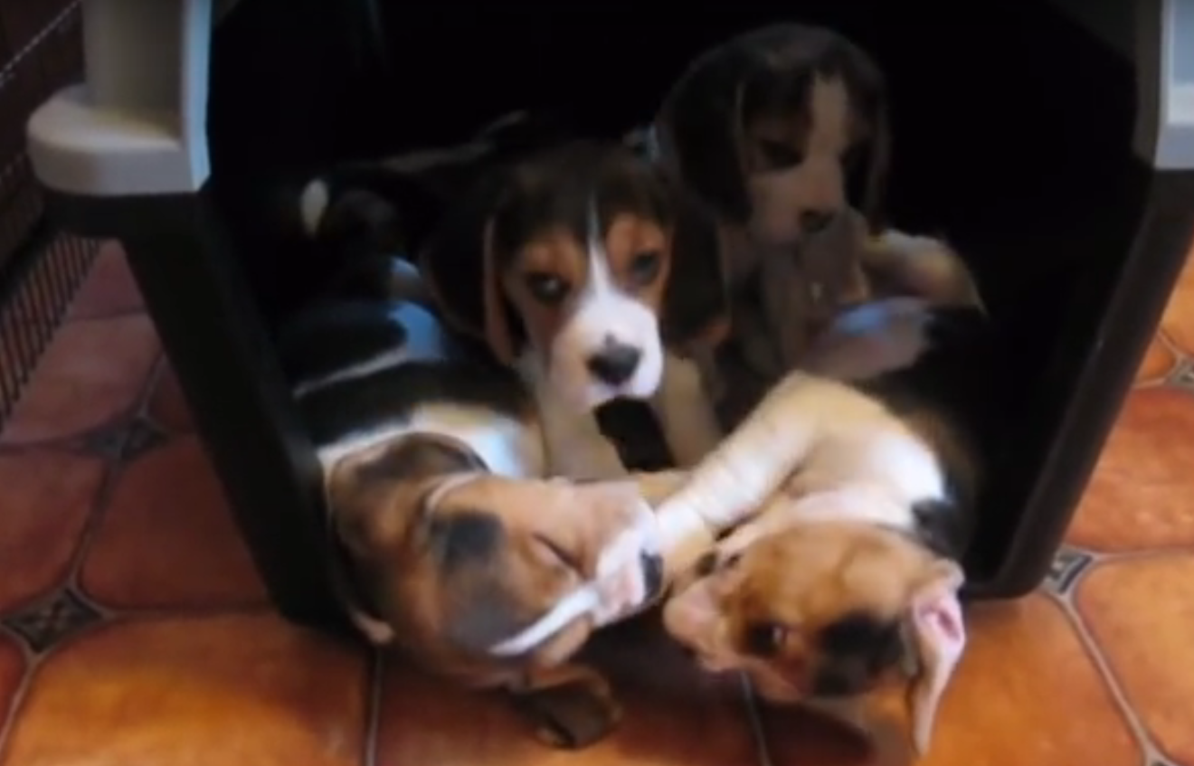 beagle babies in a bunch2