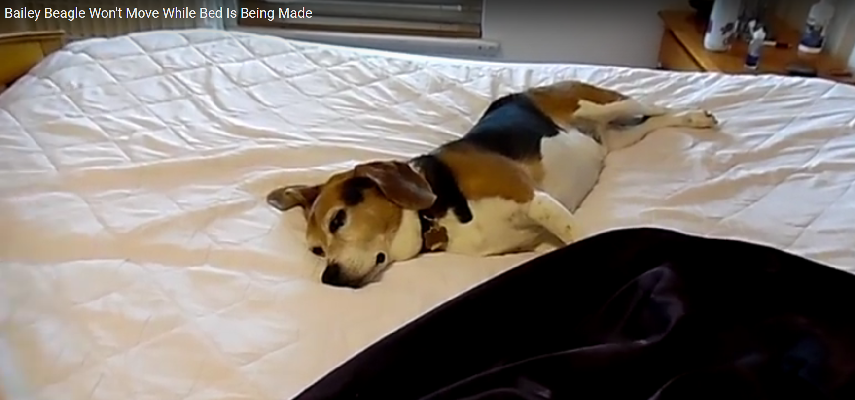 beagle bailey
