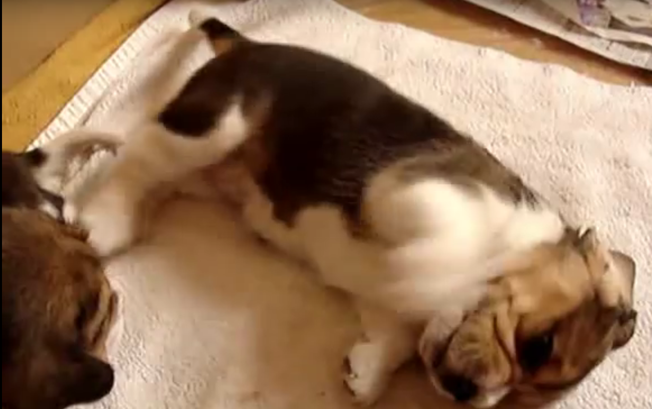 beagle cutie pie