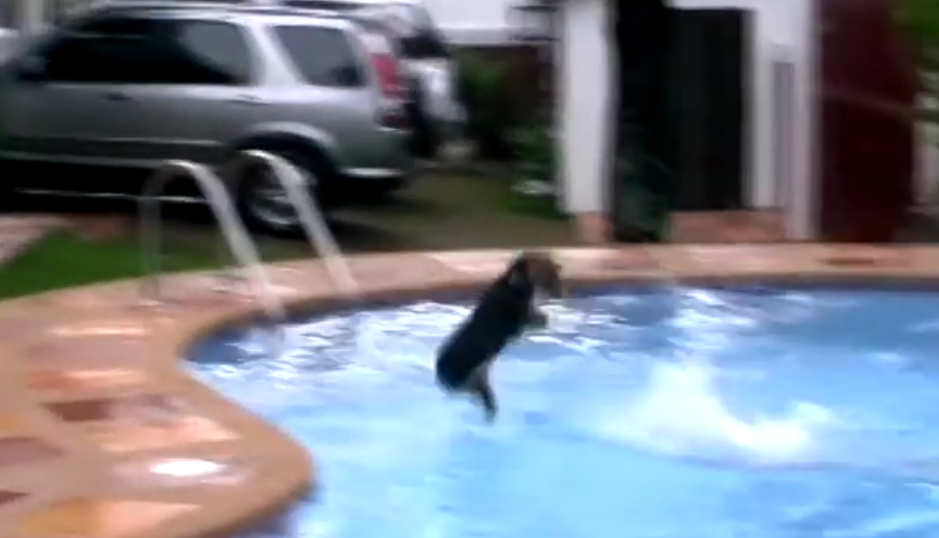beagle in pool