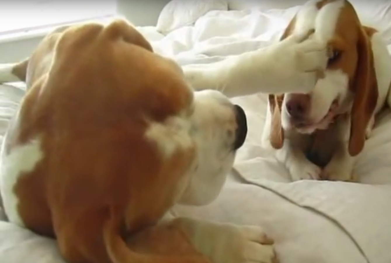 beagle love affair