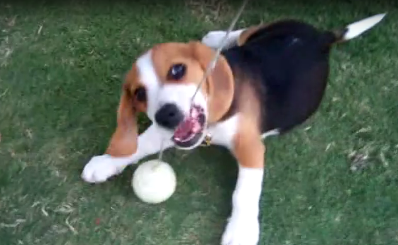 beagle playing with ball toy