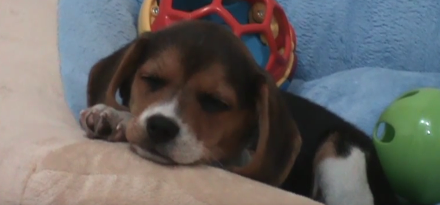 beagle pup a sleep