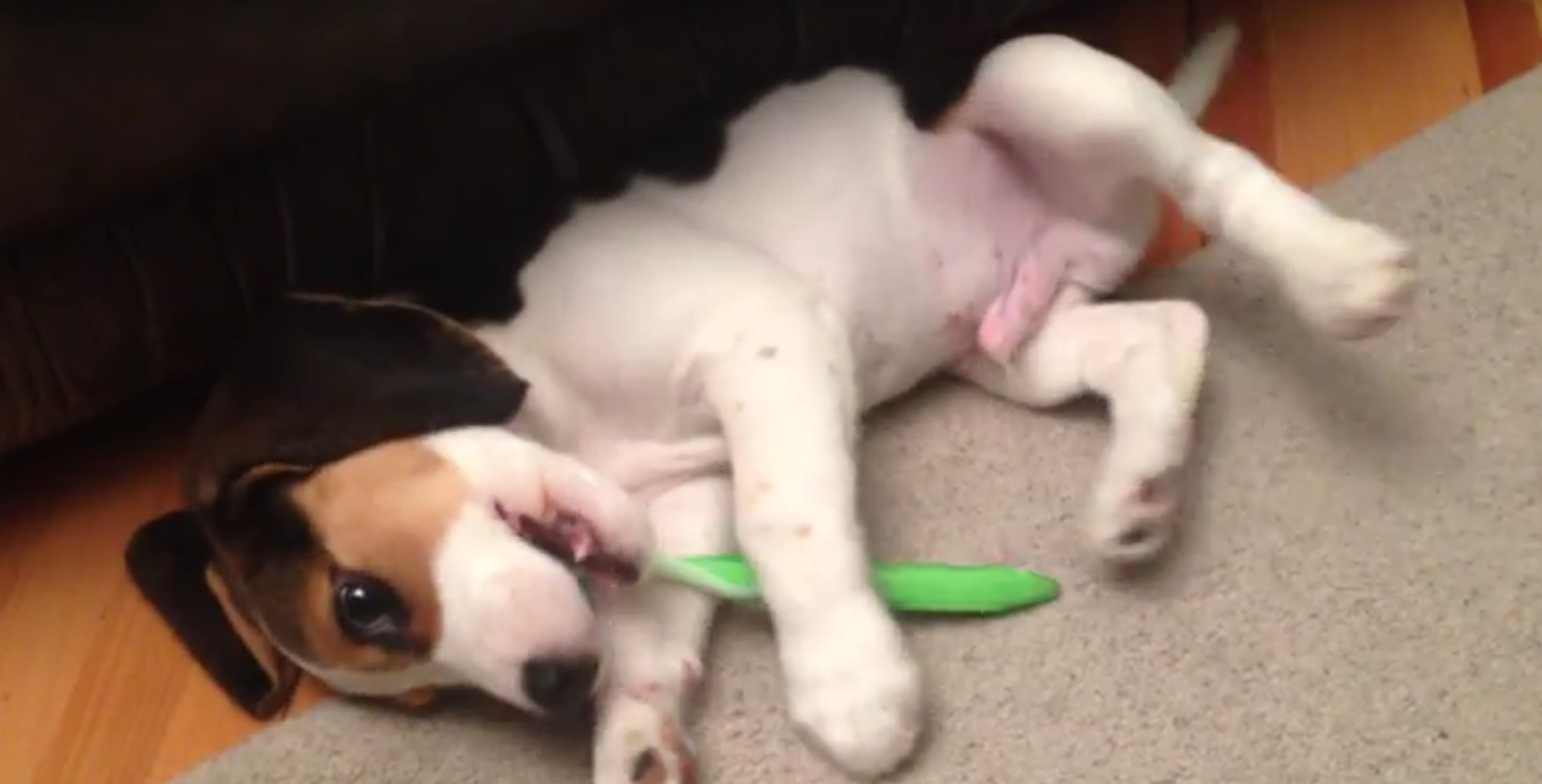 beagle pup brush teeth