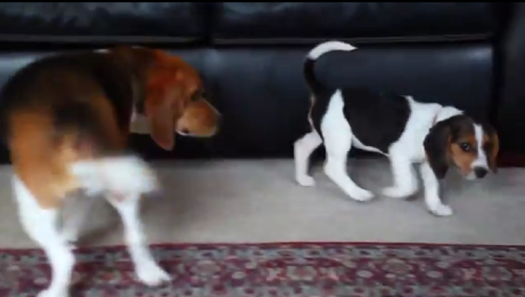 beagle-pup elder3